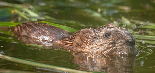 Muskusrat