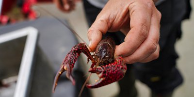 Amerikaanse rivierkreeft